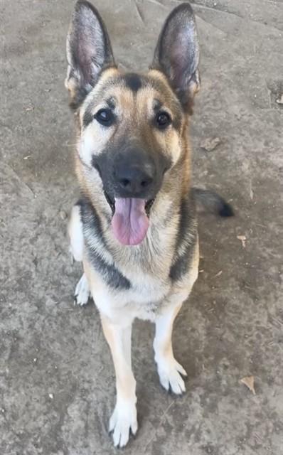 TAFFY — thumbnail 2