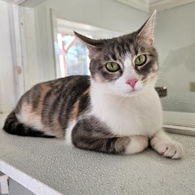Enlarge Lyric, a Adoptable Domestic Short Hair in Waynesville, NC image 2/3