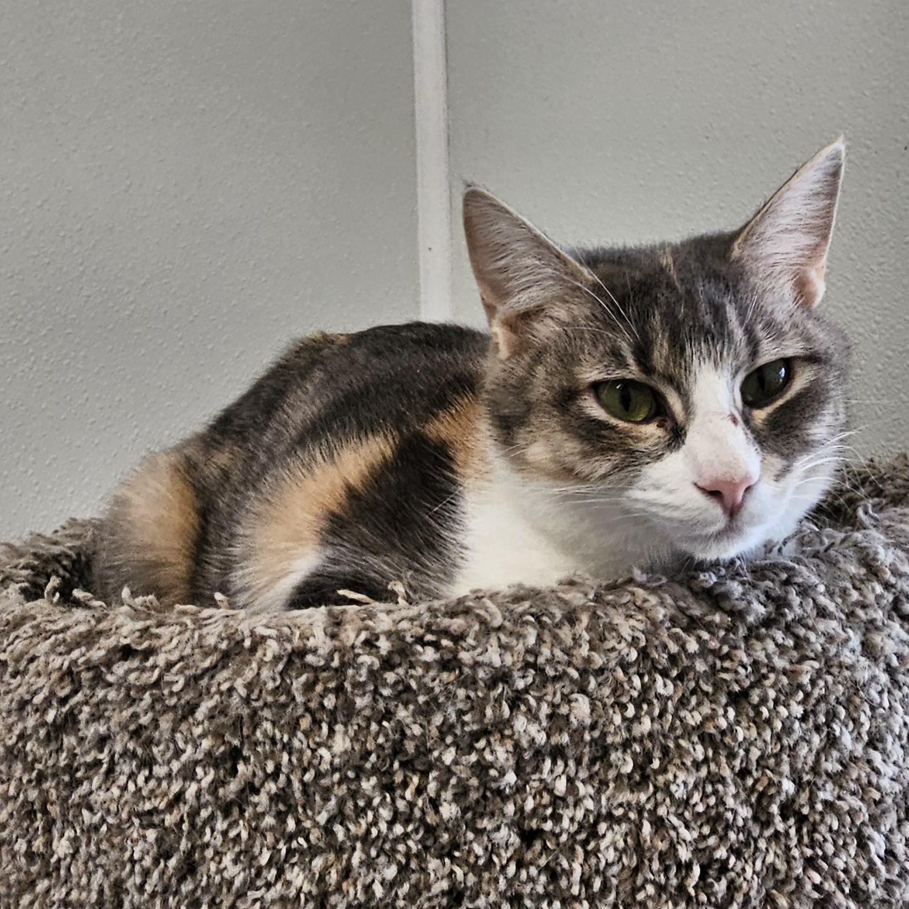 Enlarge Lyric, a Adoptable Domestic Short Hair in Waynesville, NC image 3/3
