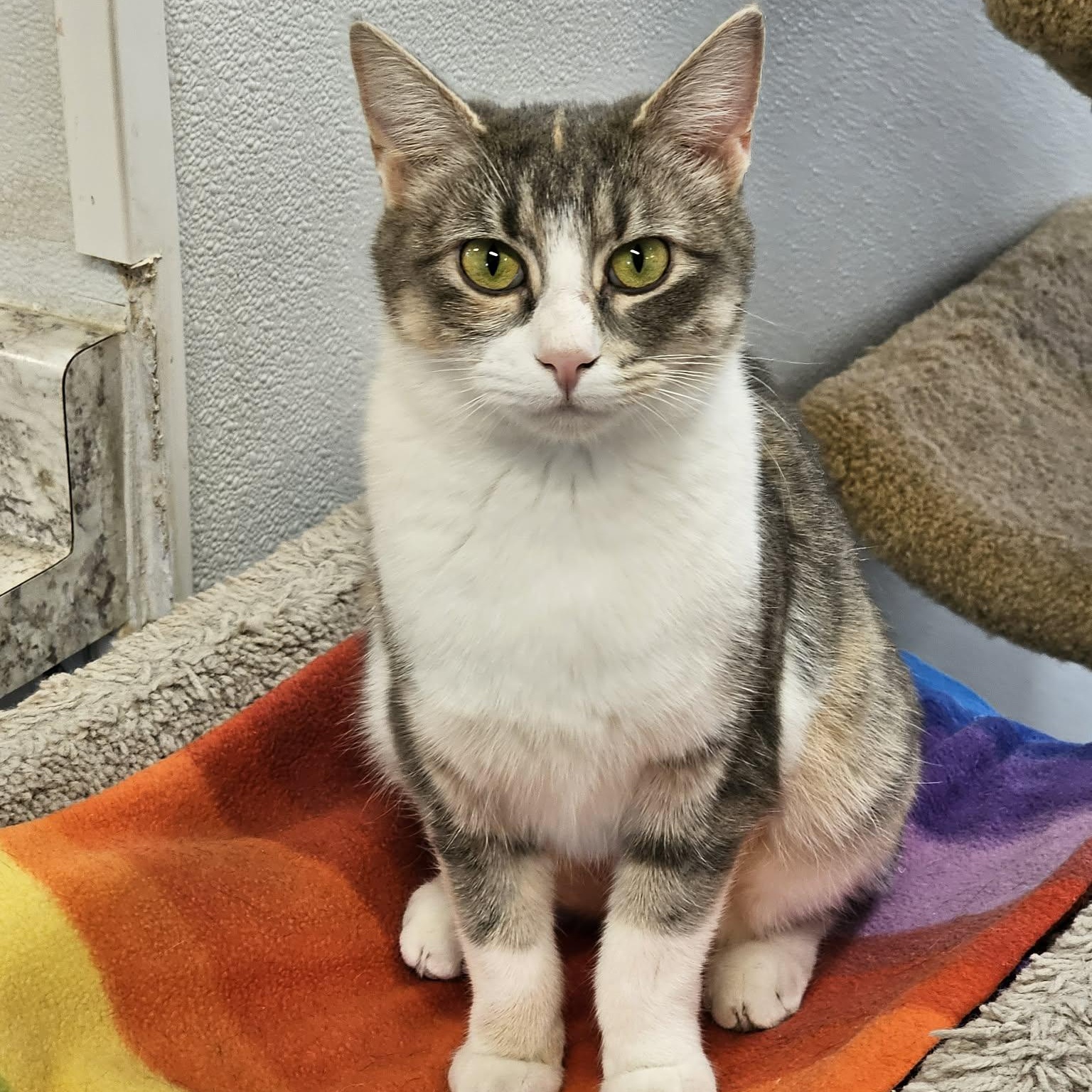 Enlarge Lyric, a Adoptable Domestic Short Hair in Waynesville, NC image 1/3