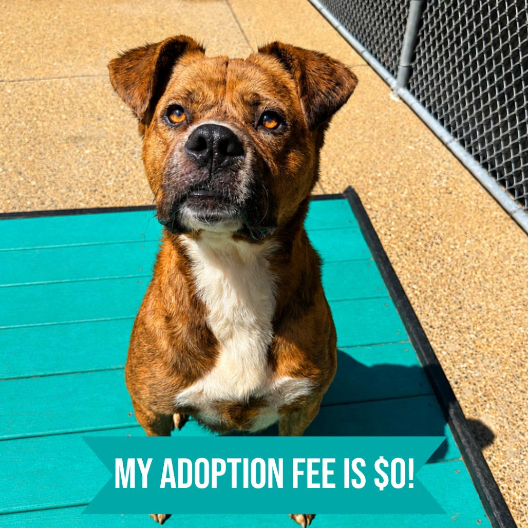 Enlarge Crystal AKA Kata, a Adoptable Mixed Breed in Charleston, WV image 1/6