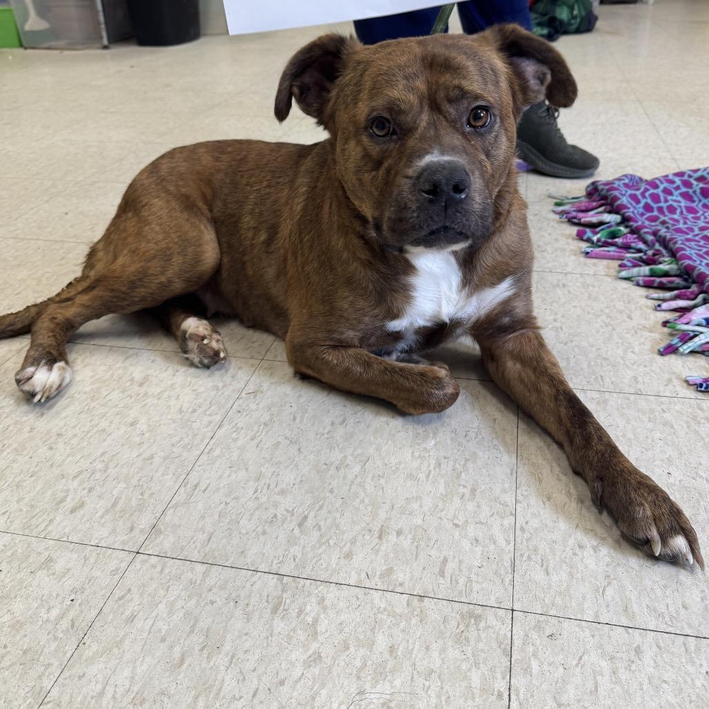 Enlarge Crystal AKA Kata, a Adoptable Mixed Breed in Charleston, WV image 2/6