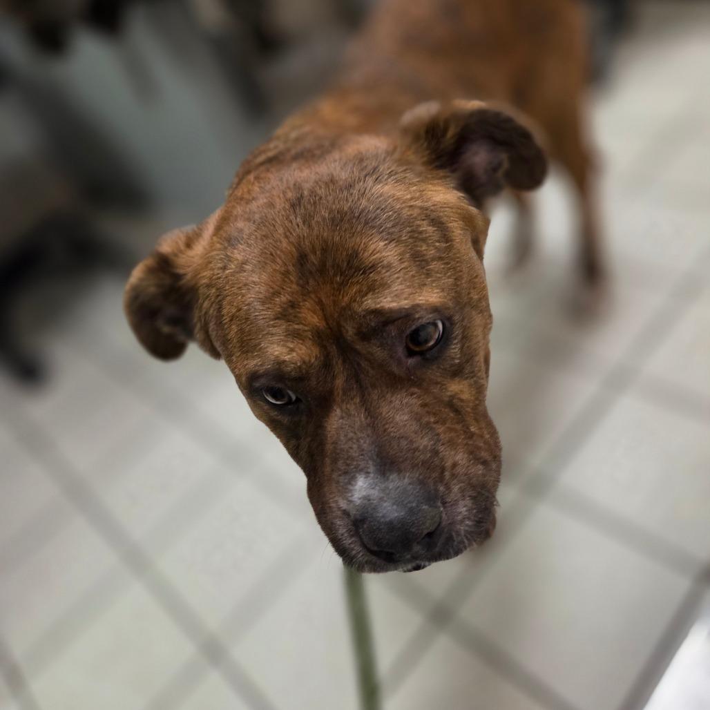 Enlarge Crystal AKA Kata, a Adoptable Mixed Breed in Charleston, WV image 3/6