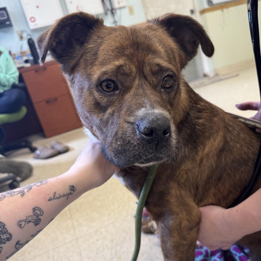 Enlarge Crystal AKA Kata, a Adoptable Mixed Breed in Charleston, WV image 4/6