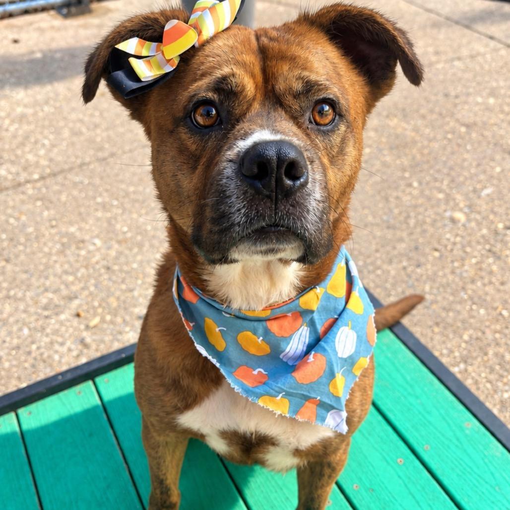 Enlarge Crystal AKA Kata, a Adoptable Mixed Breed in Charleston, WV image 5/6