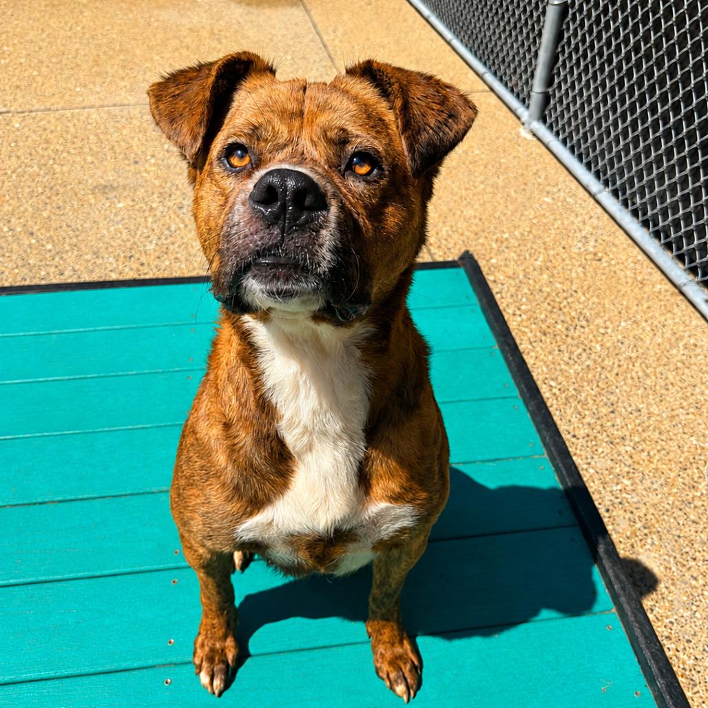 Enlarge Crystal AKA Kata, a Adoptable Mixed Breed in Charleston, WV image 6/6