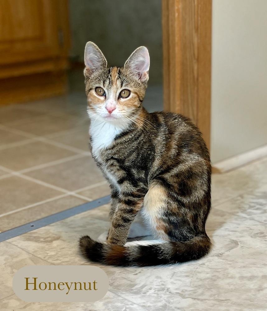 Enlarge Honeynut, a Adoptable Domestic Short Hair in Chalfont, PA image 1/6
