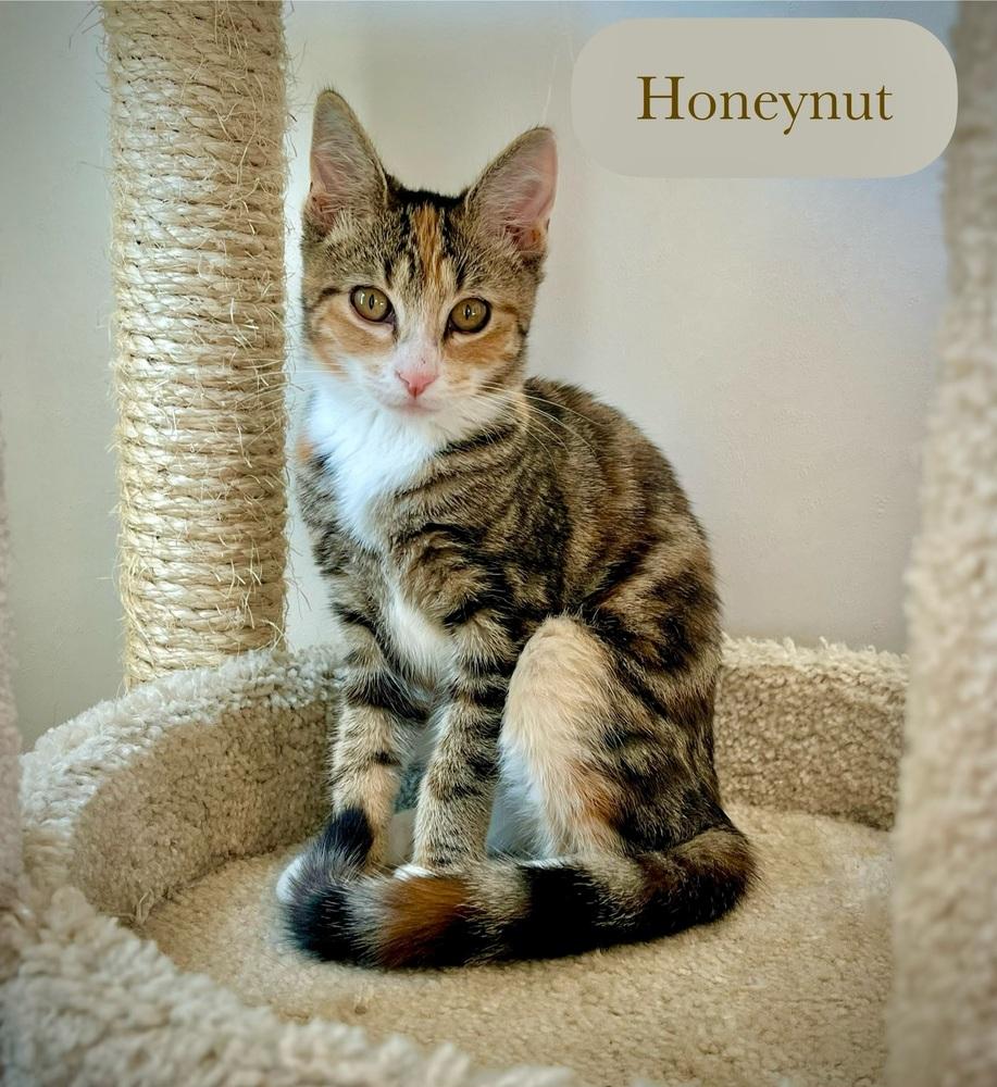 Enlarge Honeynut, a Adoptable Domestic Short Hair in Chalfont, PA image 2/6