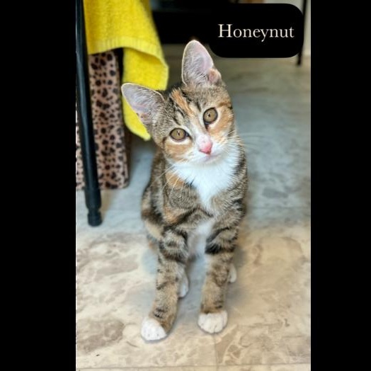 Enlarge Honeynut, a Adoptable Domestic Short Hair in Chalfont, PA image 3/6