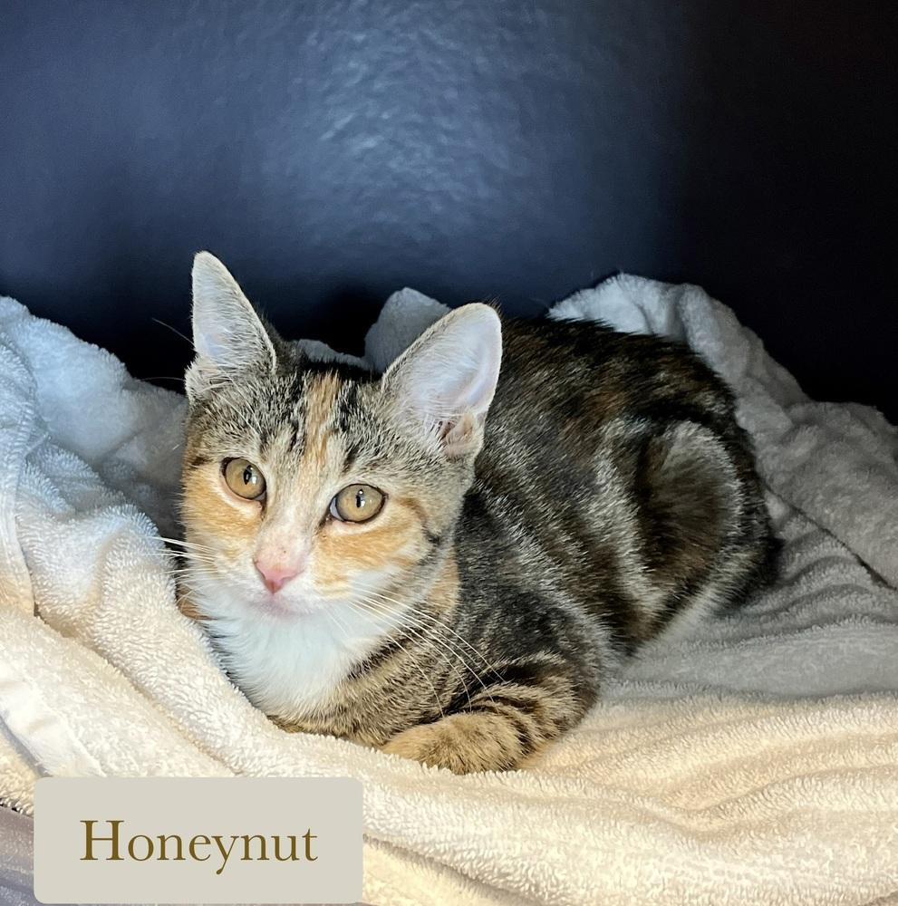Enlarge Honeynut, a Adoptable Domestic Short Hair in Chalfont, PA image 4/6