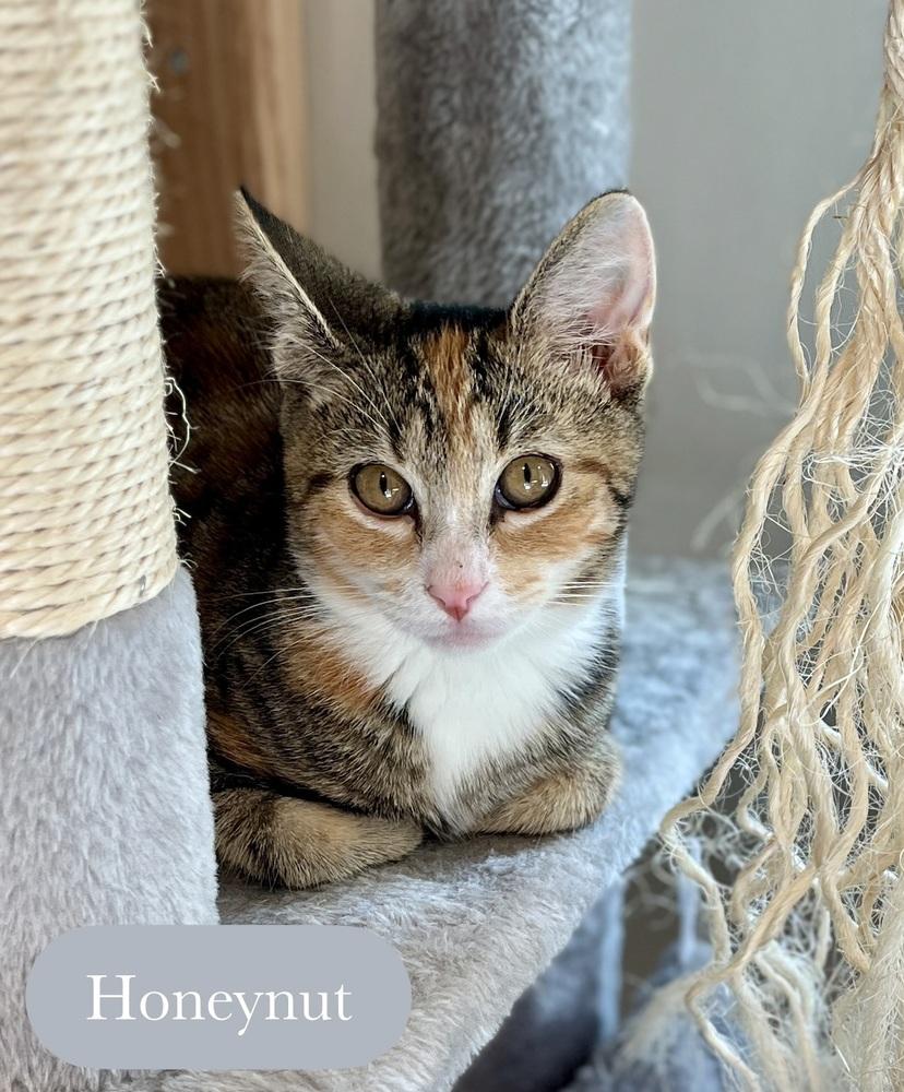 Enlarge Honeynut, a Adoptable Domestic Short Hair in Chalfont, PA image 5/6