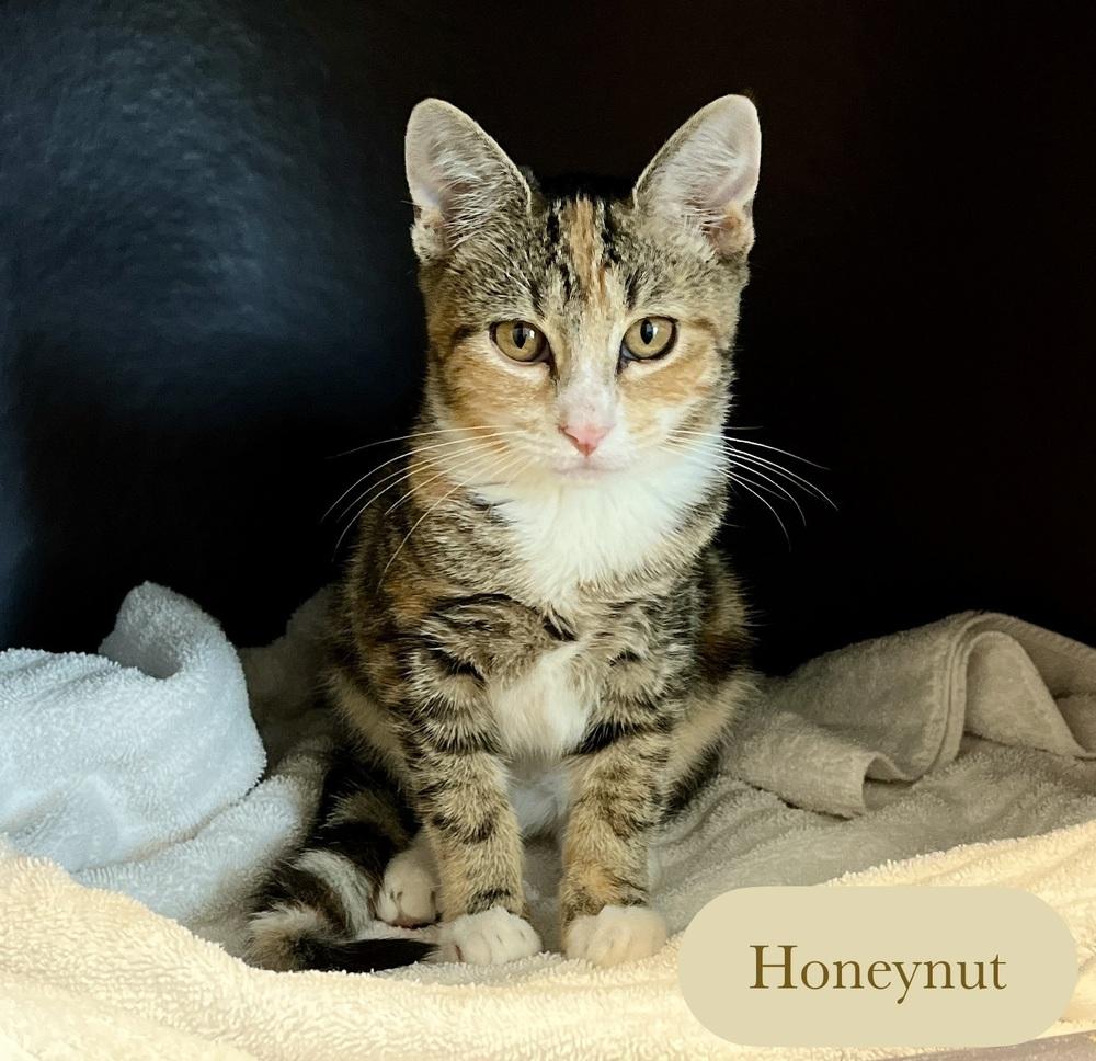 Enlarge Honeynut, a Adoptable Domestic Short Hair in Chalfont, PA image 6/6