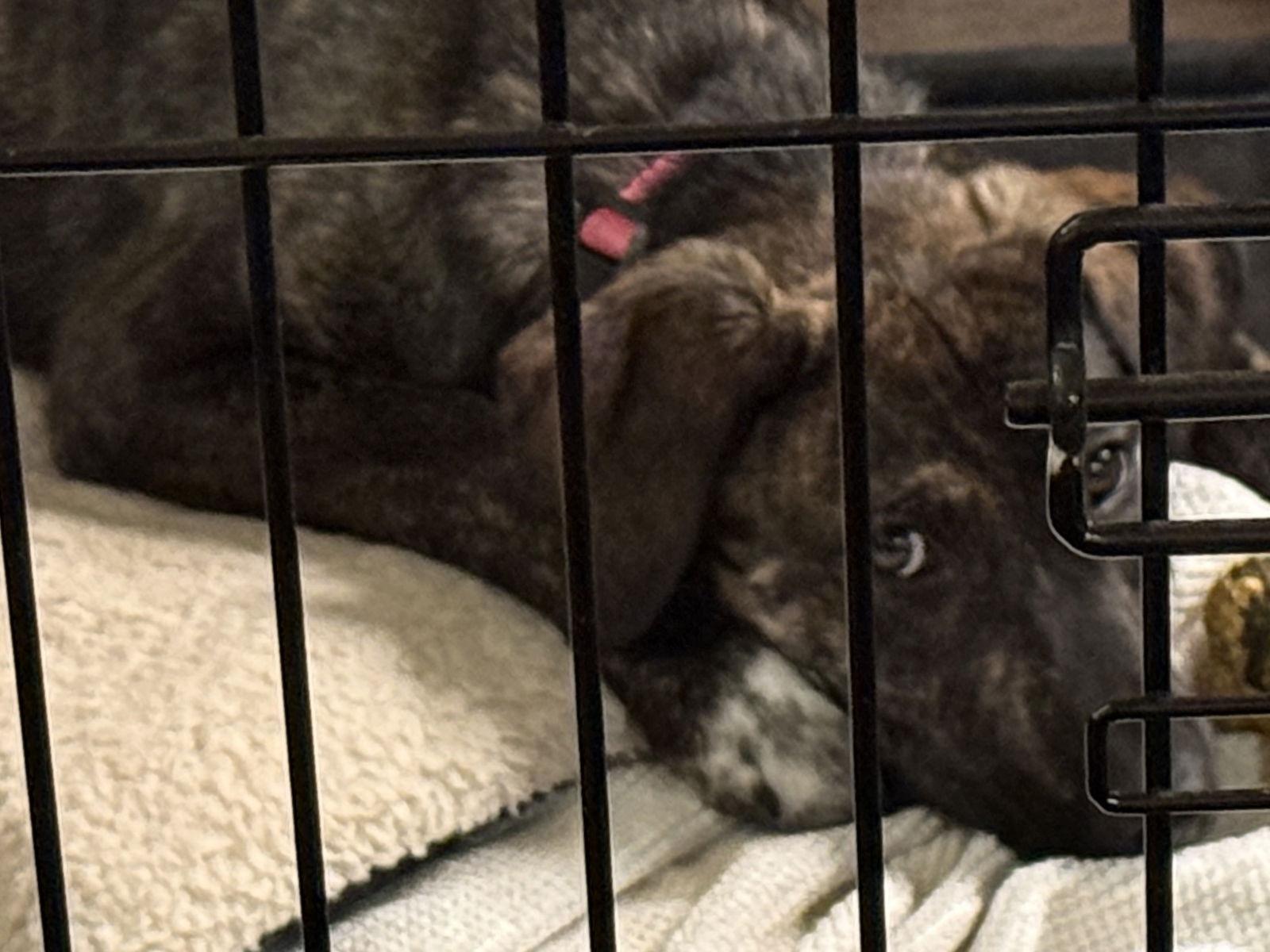 Sheba *LOCAL*, Adoptable, Puppy Female Plott Hound & Hound.