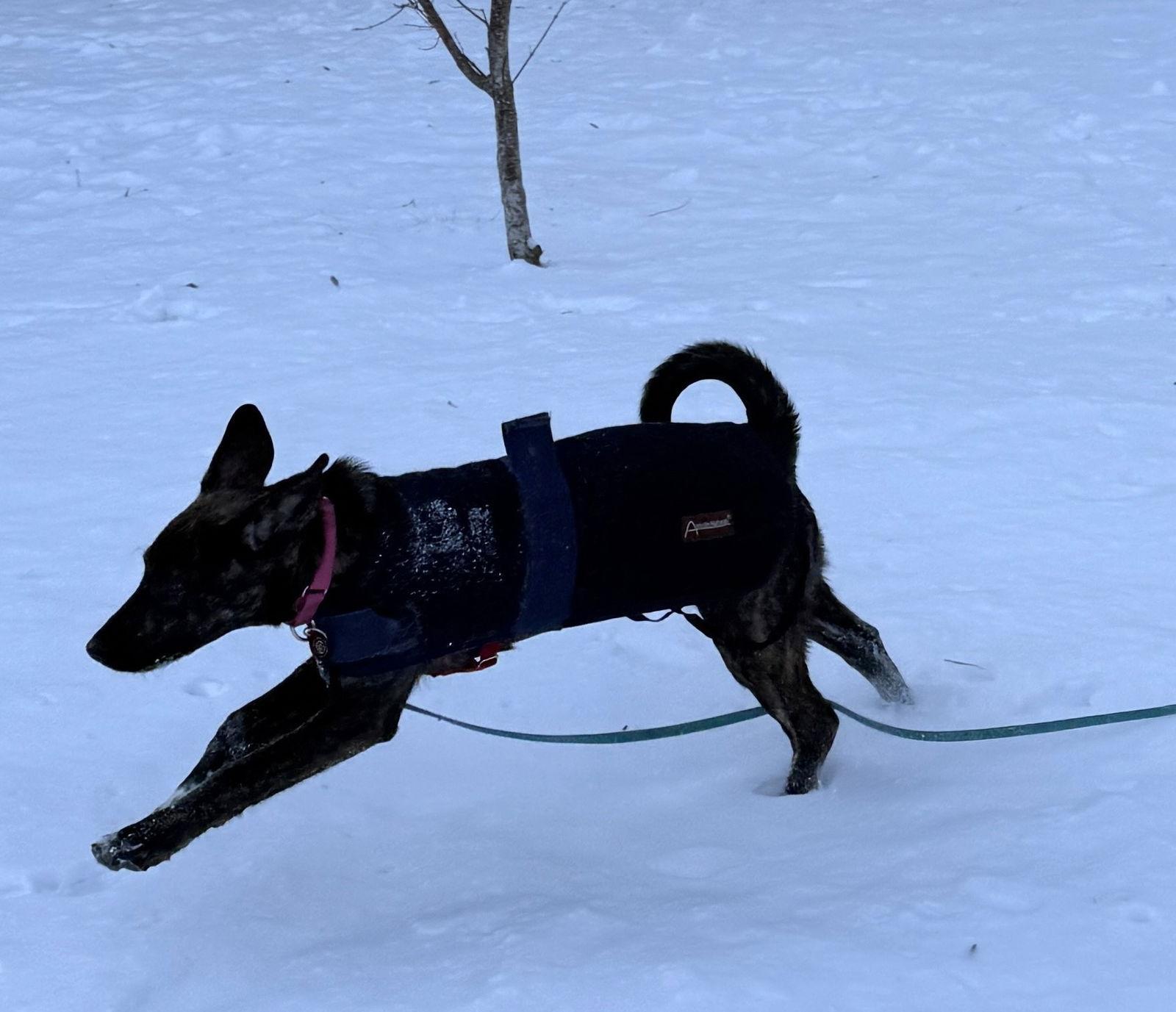 Enlarge Sheba *LOCAL*, a Adoptable mixed breed in Wakefield, RI image 2/3