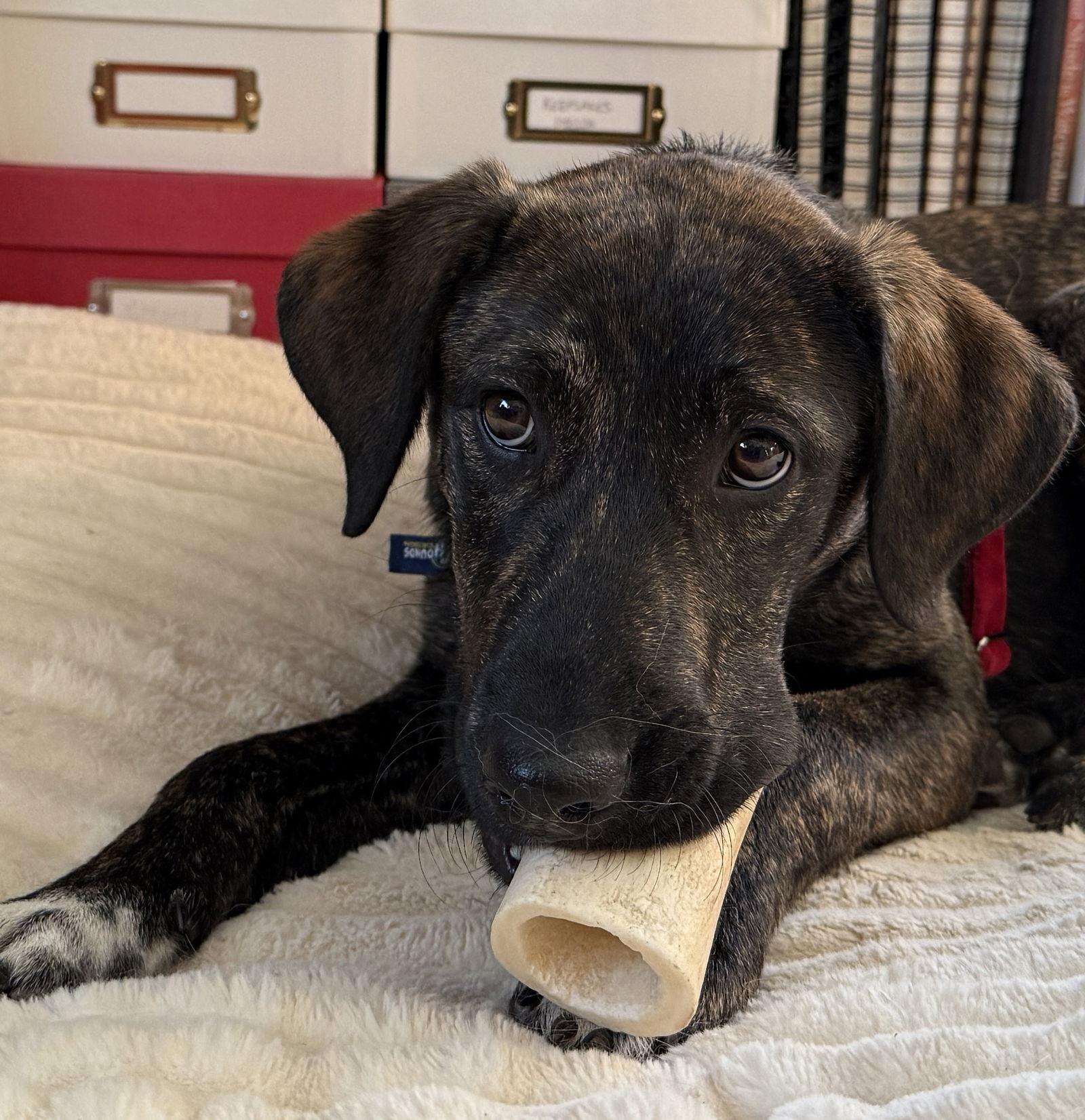 Enlarge Sheba *LOCAL*, a Adoptable mixed breed in Wakefield, RI image 3/3