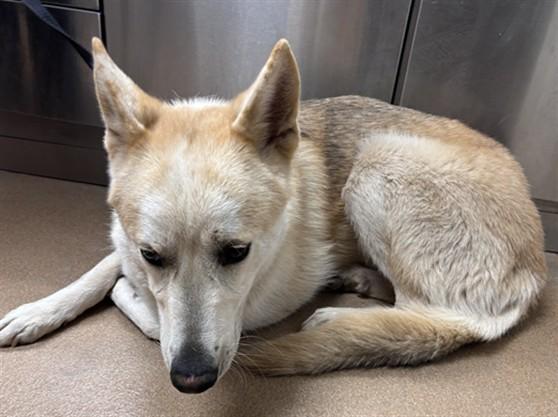 Enlarge RAY, a Adoptable mixed breed in Norco, CA image 1/1