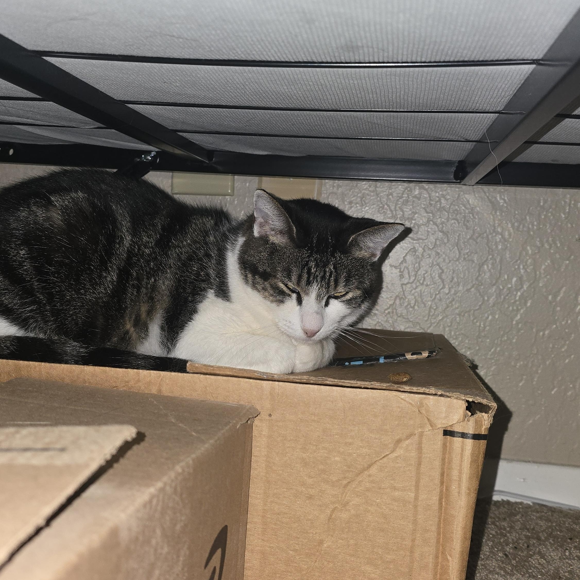 Sophiadora — thumbnail 2