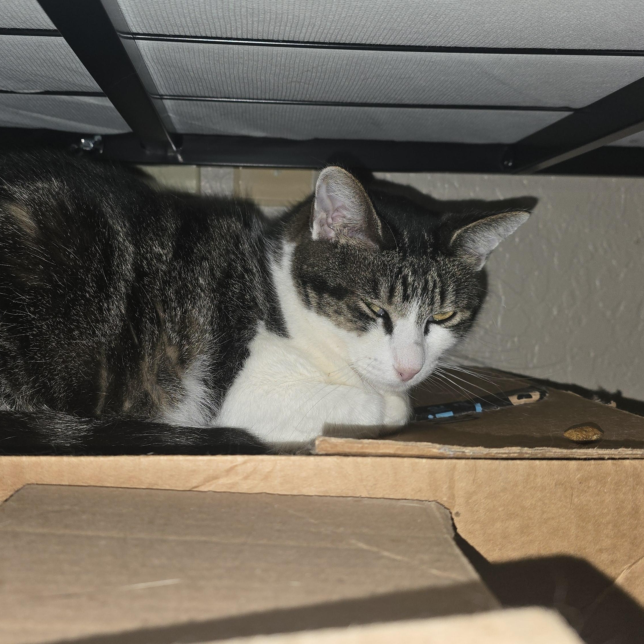 Sophiadora — thumbnail 3