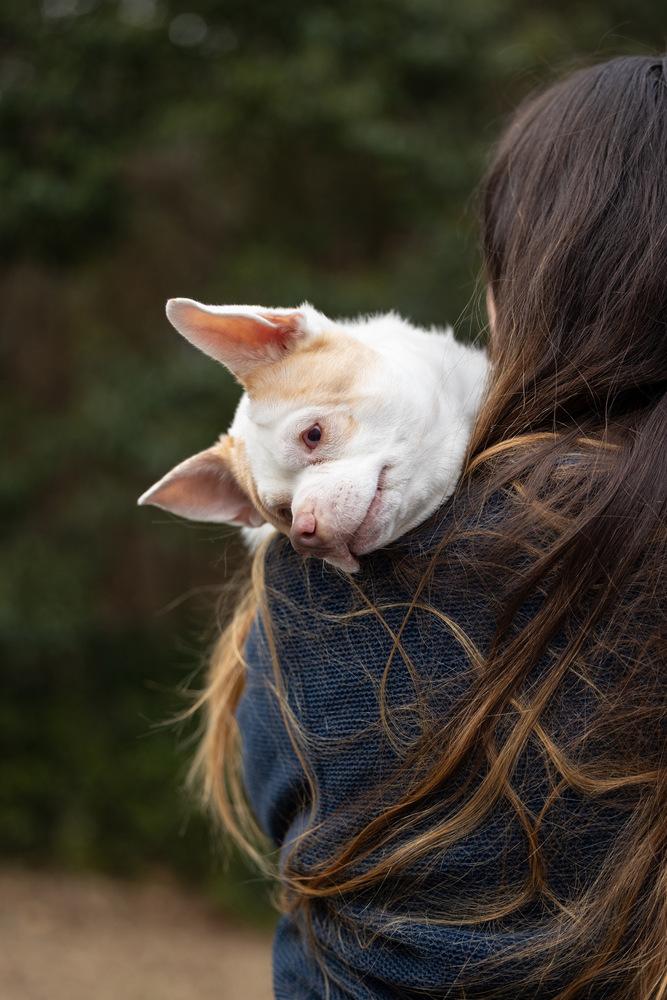 Ludwig, Adoptable, Senior Male Chihuahua.