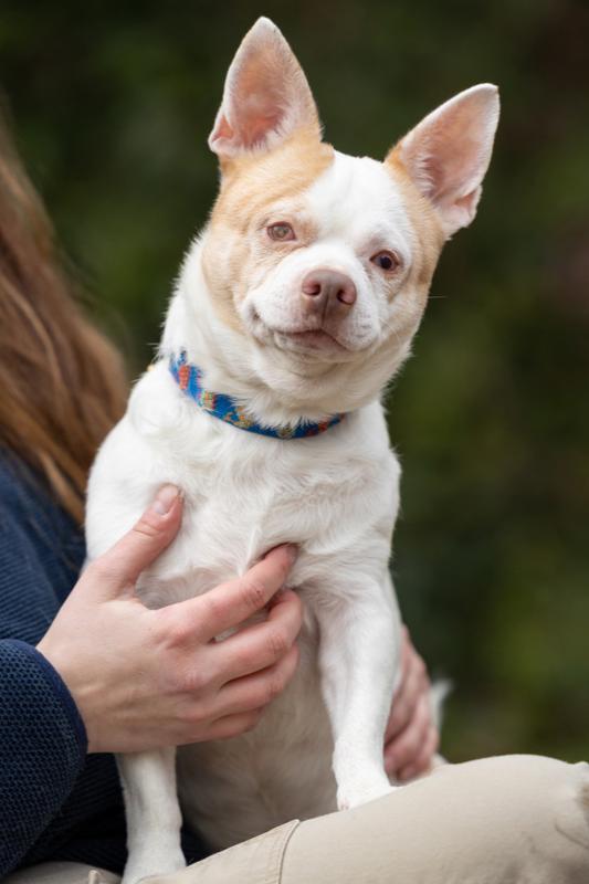Enlarge Ludwig, a Adoptable mixed breed in Wake Forest, NC image 2/6