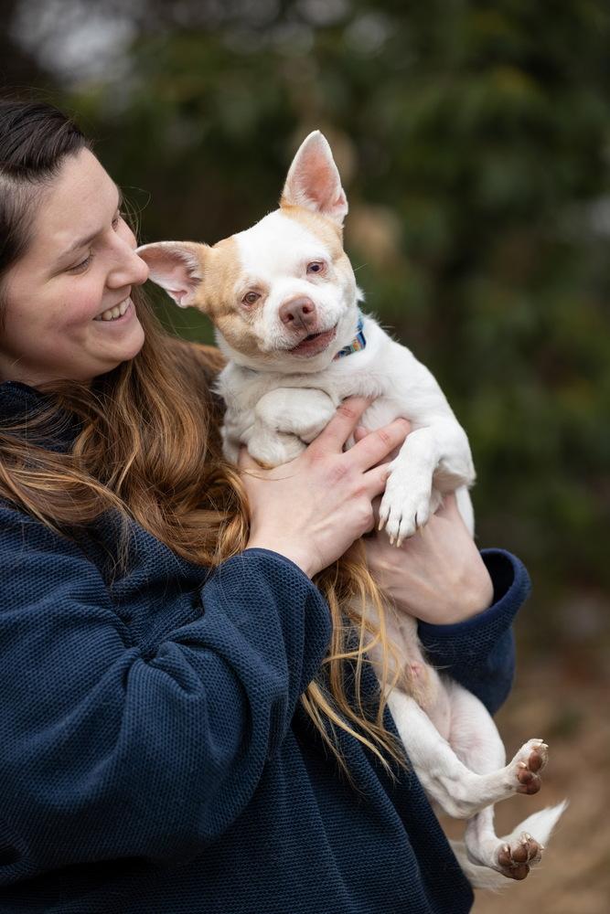 Enlarge Ludwig, a Adoptable mixed breed in Wake Forest, NC image 3/6
