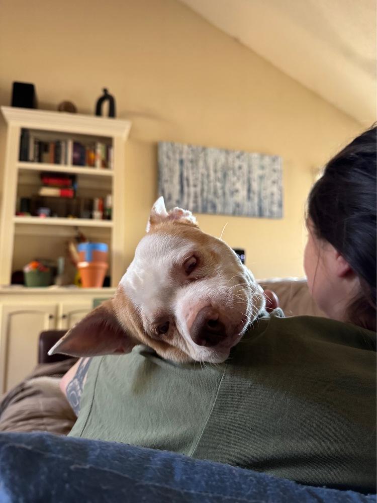 Enlarge Ludwig, a Adoptable mixed breed in Wake Forest, NC image 1/3