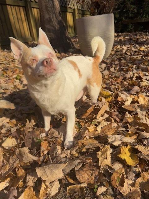 Enlarge Ludwig, a Adoptable mixed breed in Wake Forest, NC image 2/3