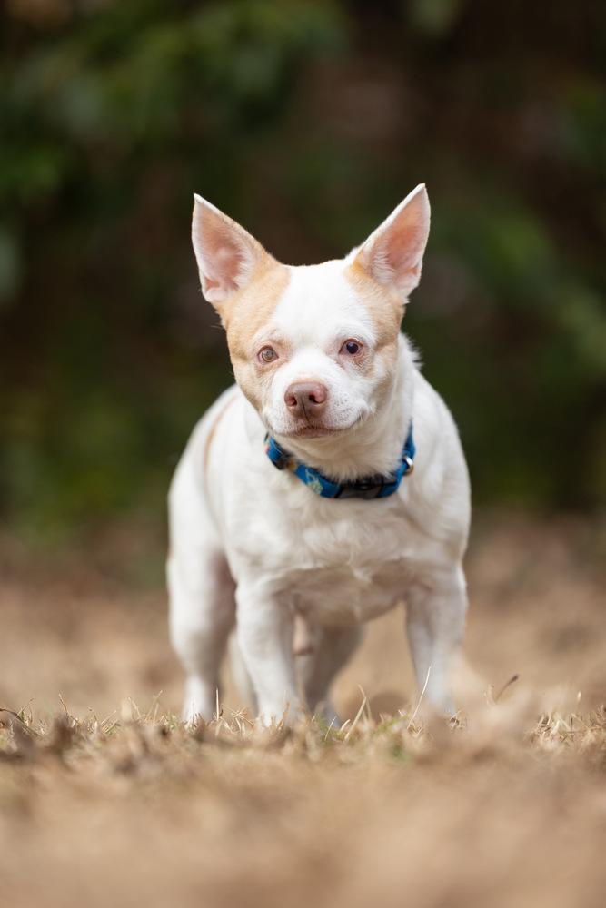 Enlarge Ludwig, a Adoptable mixed breed in Wake Forest, NC image 4/6