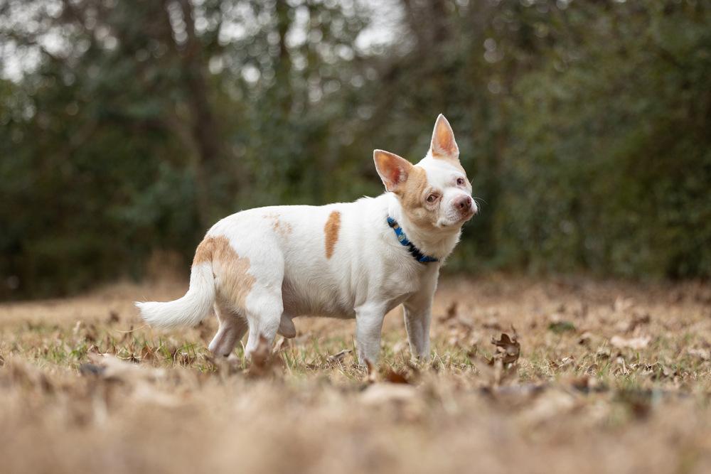 Enlarge Ludwig, a Adoptable mixed breed in Wake Forest, NC image 5/6