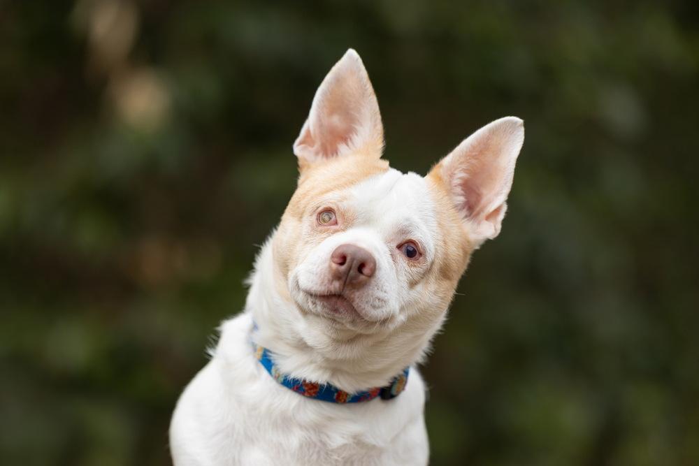 Enlarge Ludwig, a Adoptable mixed breed in Wake Forest, NC image 6/6