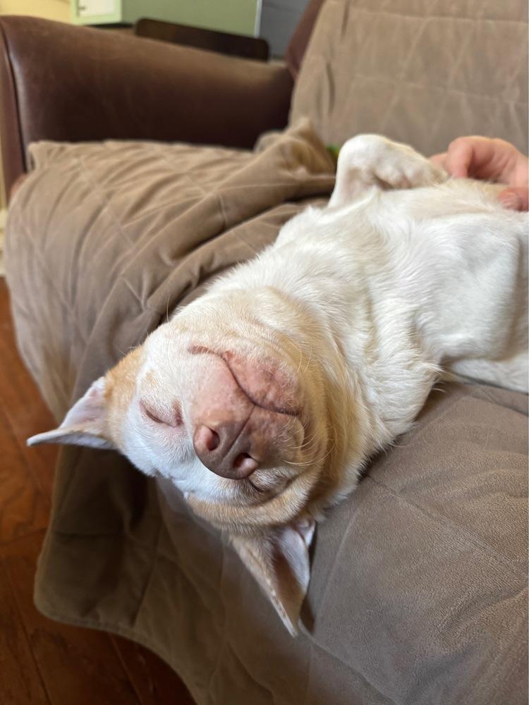 Enlarge Ludwig, a Adoptable mixed breed in Wake Forest, NC image 3/3