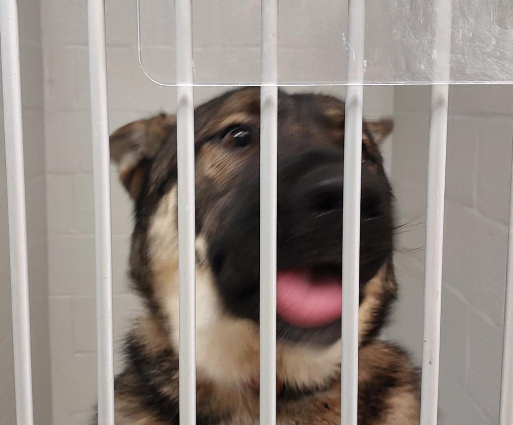 Ranger, Adoptable, Young Male German Shepherd Dog.