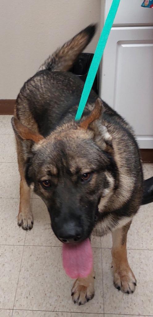 Ranger, a Adoptable mixed breed in Mocksville, NC image 1/3