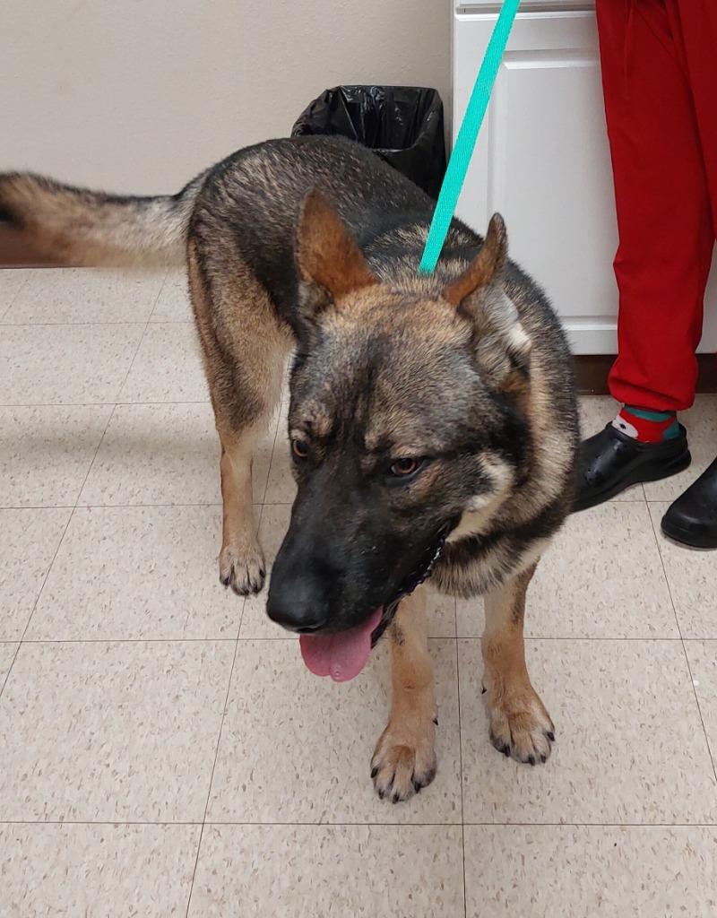 Ranger, a Adoptable mixed breed in Mocksville, NC image 2/3