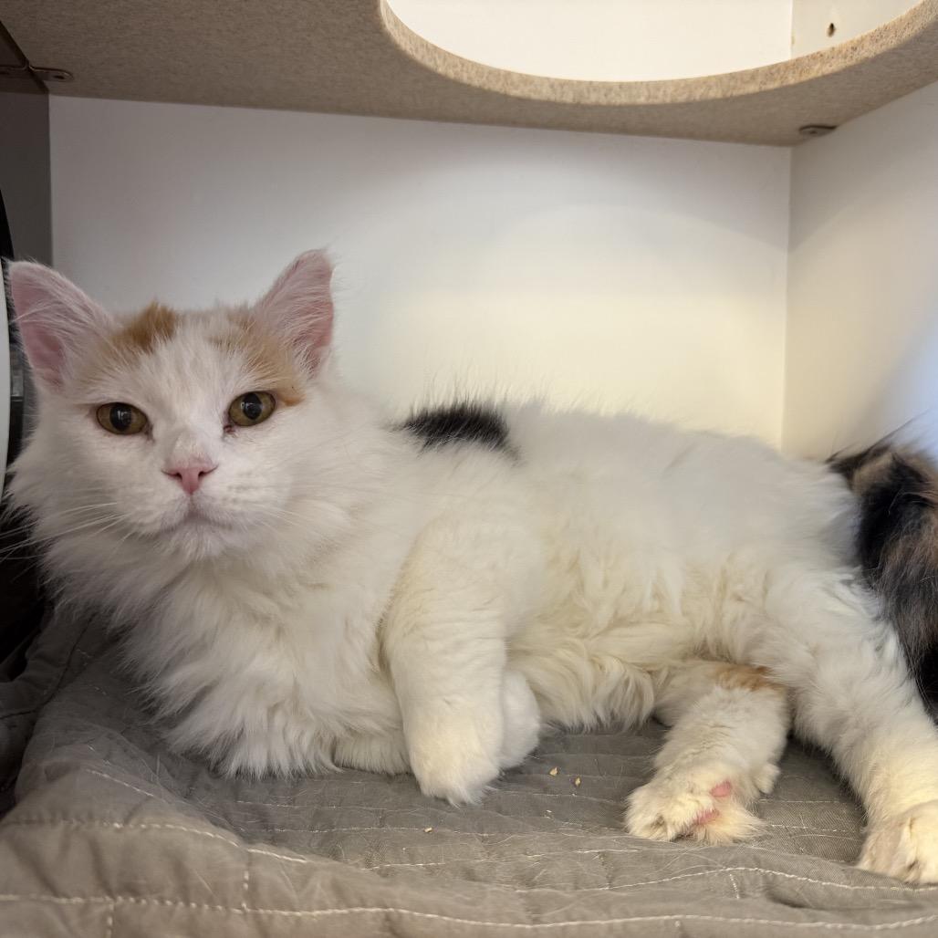 Enlarge QT, a Adoptable Domestic Medium Hair in Park City, UT image 1/3