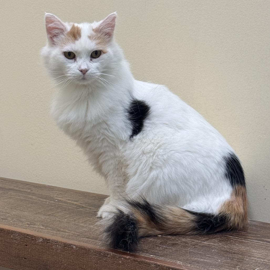 Enlarge QT, a Adoptable Domestic Medium Hair in Park City, UT image 2/3