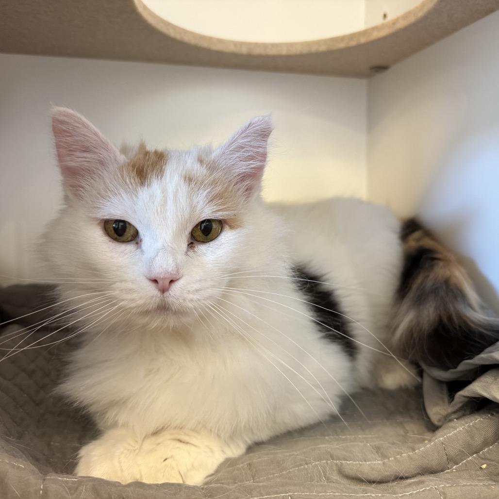 Enlarge QT, a Adoptable Domestic Medium Hair in Park City, UT image 3/3