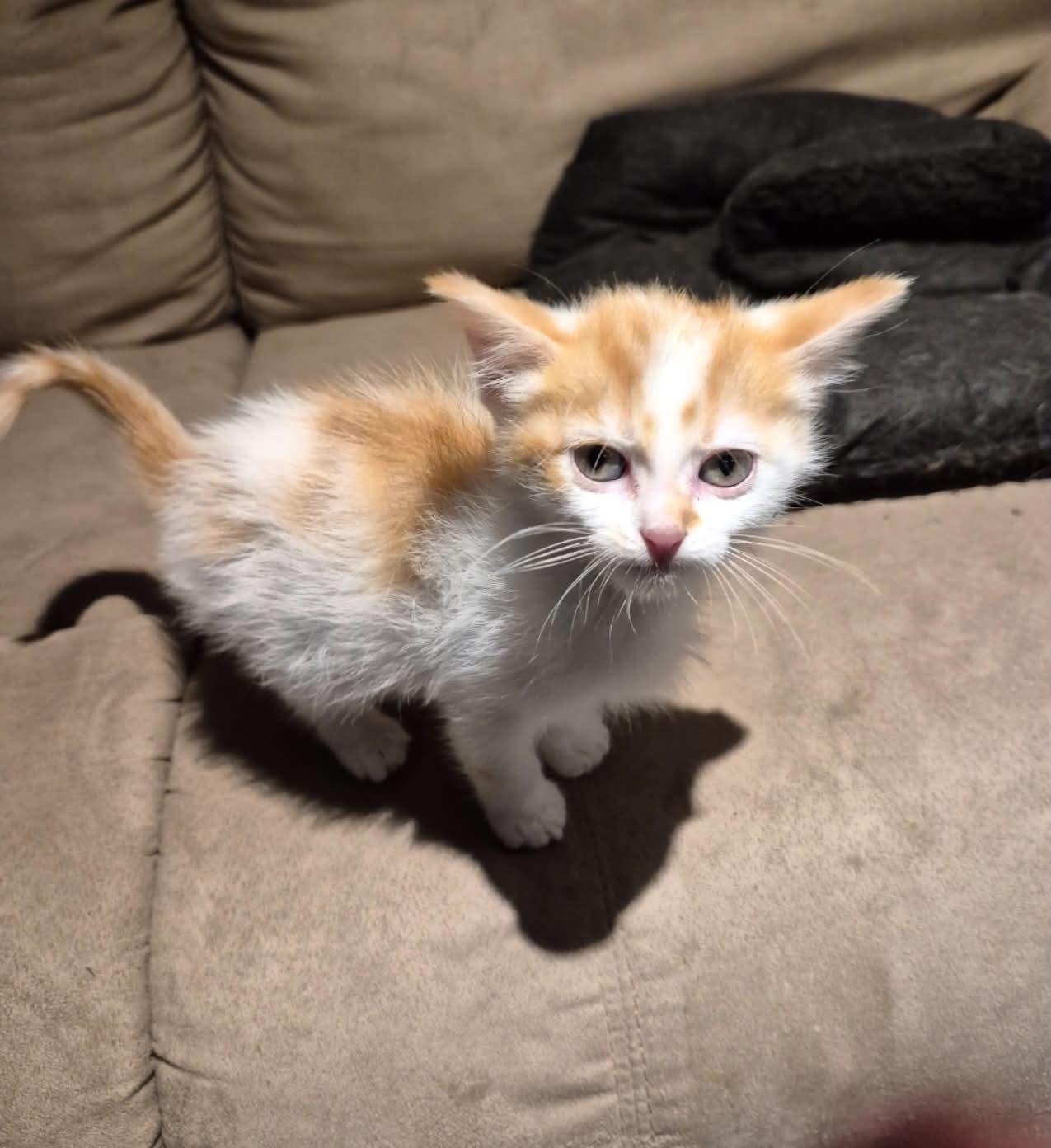 Enlarge Paco, an adopted Domestic Short Hair in Winnipeg, MB image 2/4