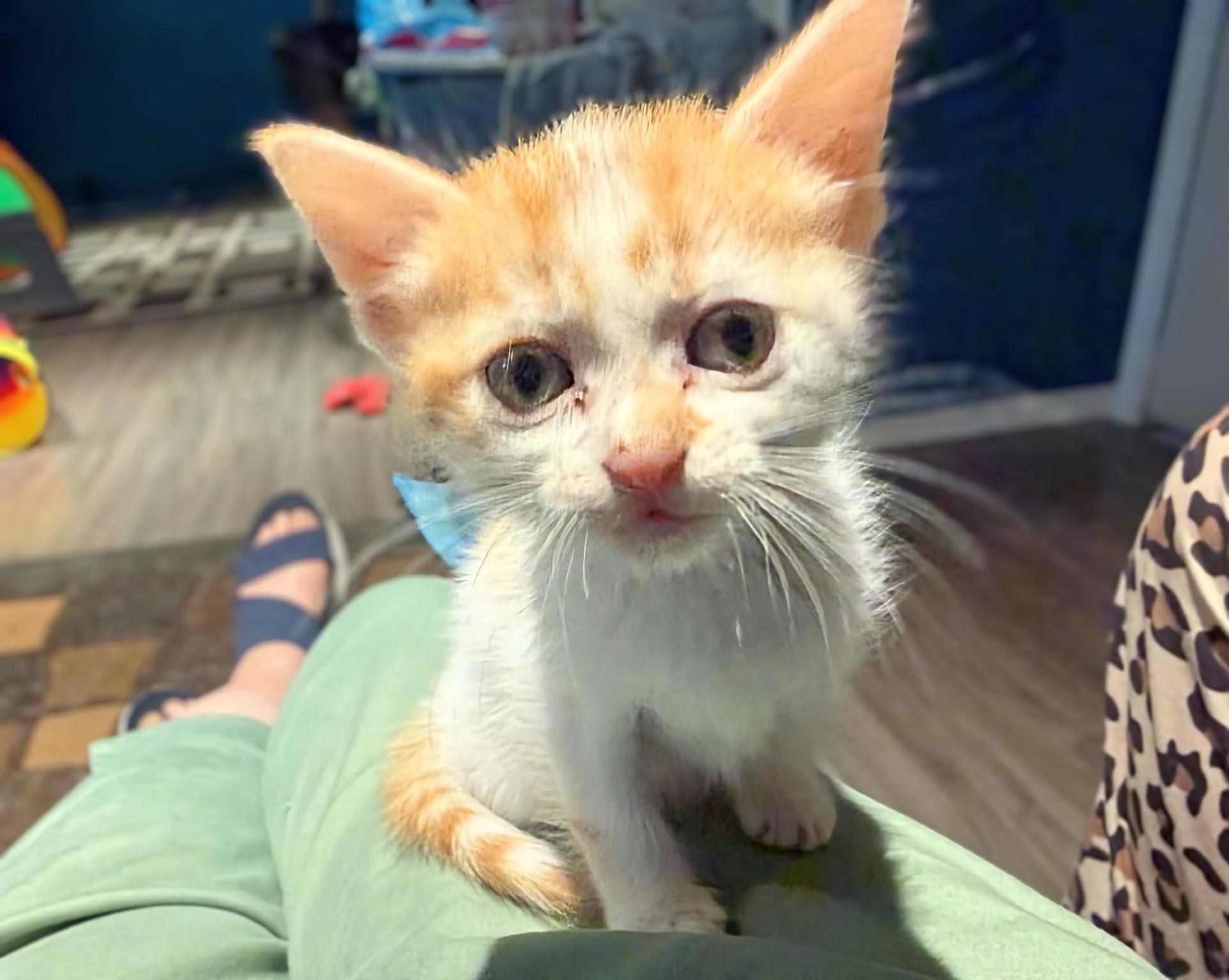 Enlarge Paco, an adopted Domestic Short Hair in Winnipeg, MB image 3/4