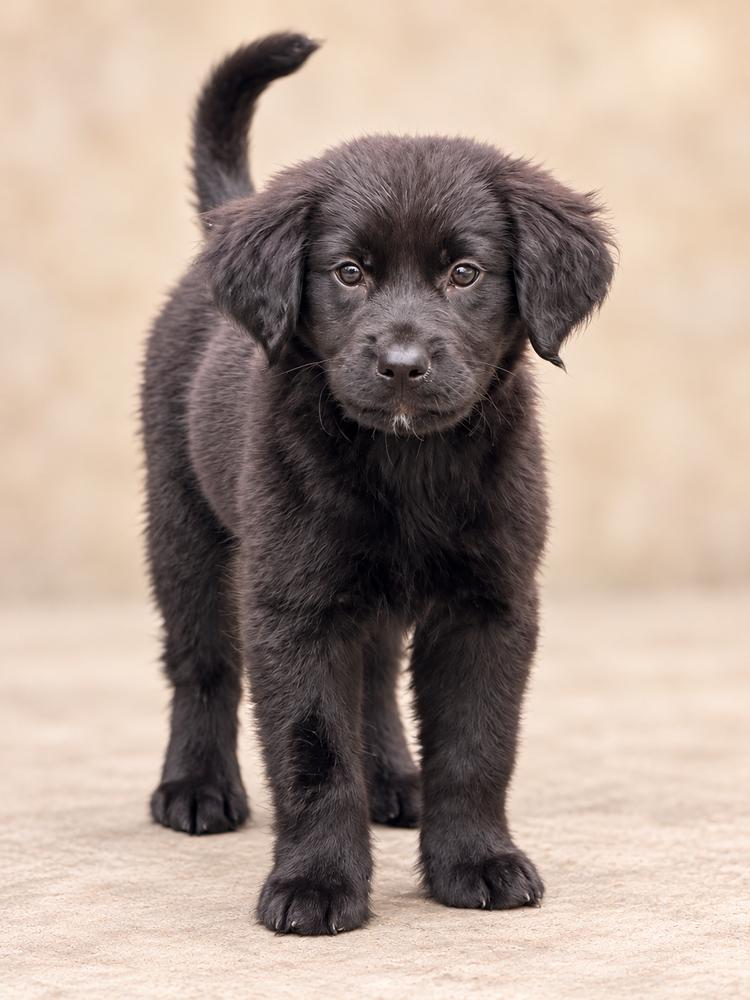 Enlarge Jesse James, a Adopted mixed breed in Amherst, NY image 2/2