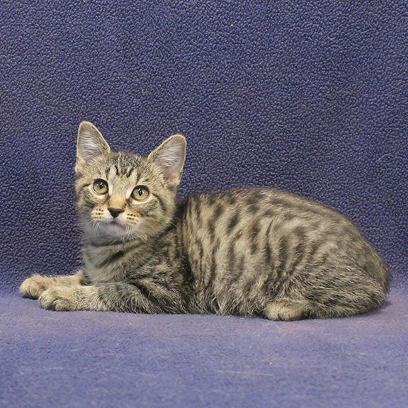 Enlarge Brian, a Adoptable mixed breed in Overland Park, KS image 3/3