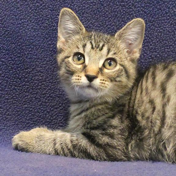 Brian, Adoptable, Kitten Male Domestic Short Hair.