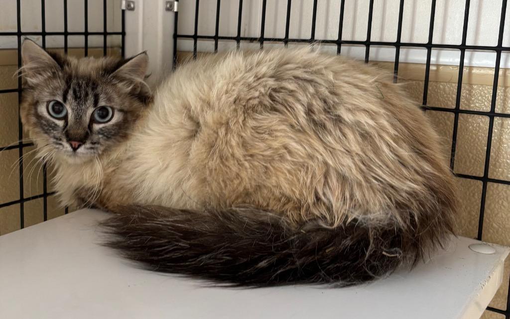 Dolly, Adoptable, Young Female Ragdoll.