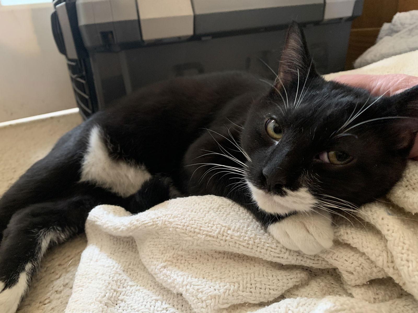 Fifer, Adopted, Young Male Domestic Short Hair.