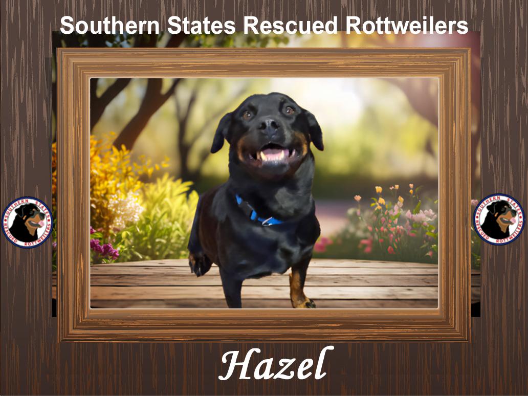 Hazel, Adult Female Rottweiler