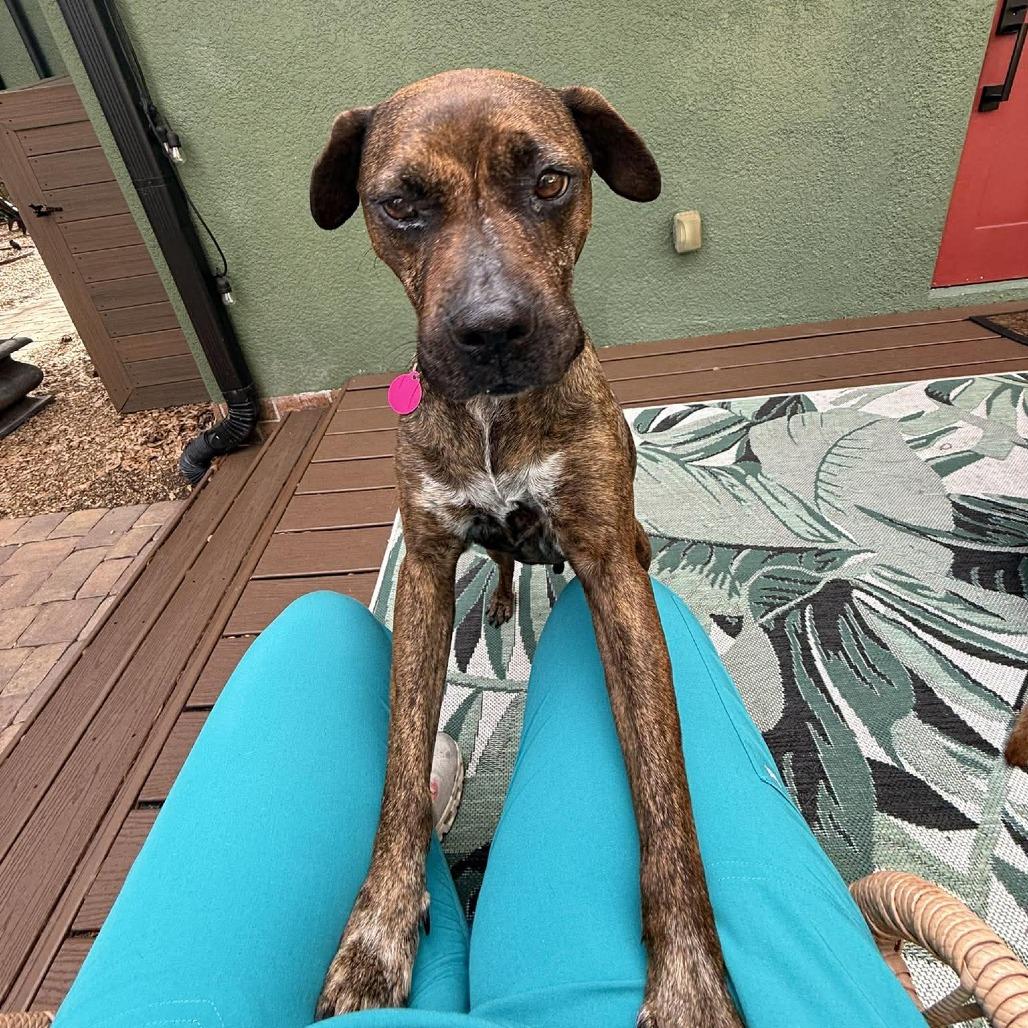 Ash HW +, Adoptable, Adult Female American Staffordshire Terrier.