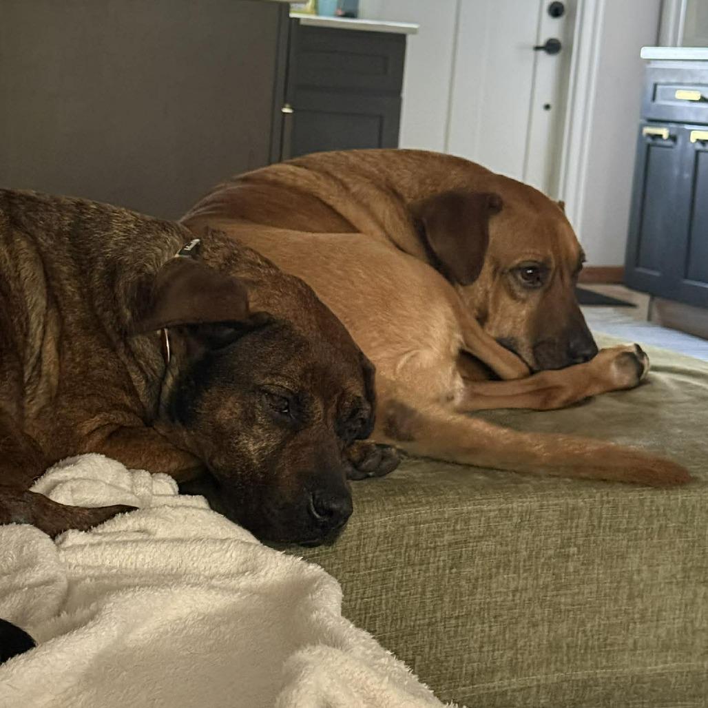 Enlarge Ash HW +, a Adoptable American Staffordshire Terrier in Tampa, FL image 3/6