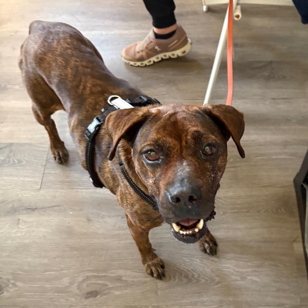 Enlarge Ash HW +, a Adoptable American Staffordshire Terrier in Tampa, FL image 5/6