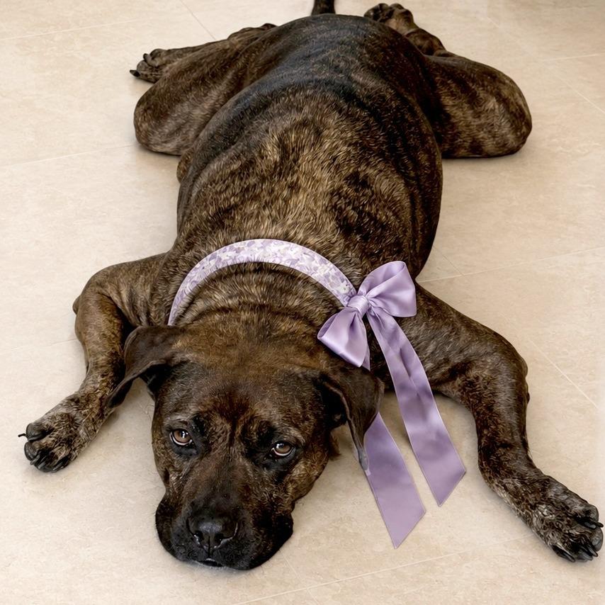 Enlarge Ash HW +, a Adoptable American Staffordshire Terrier in Tampa, FL image 6/6