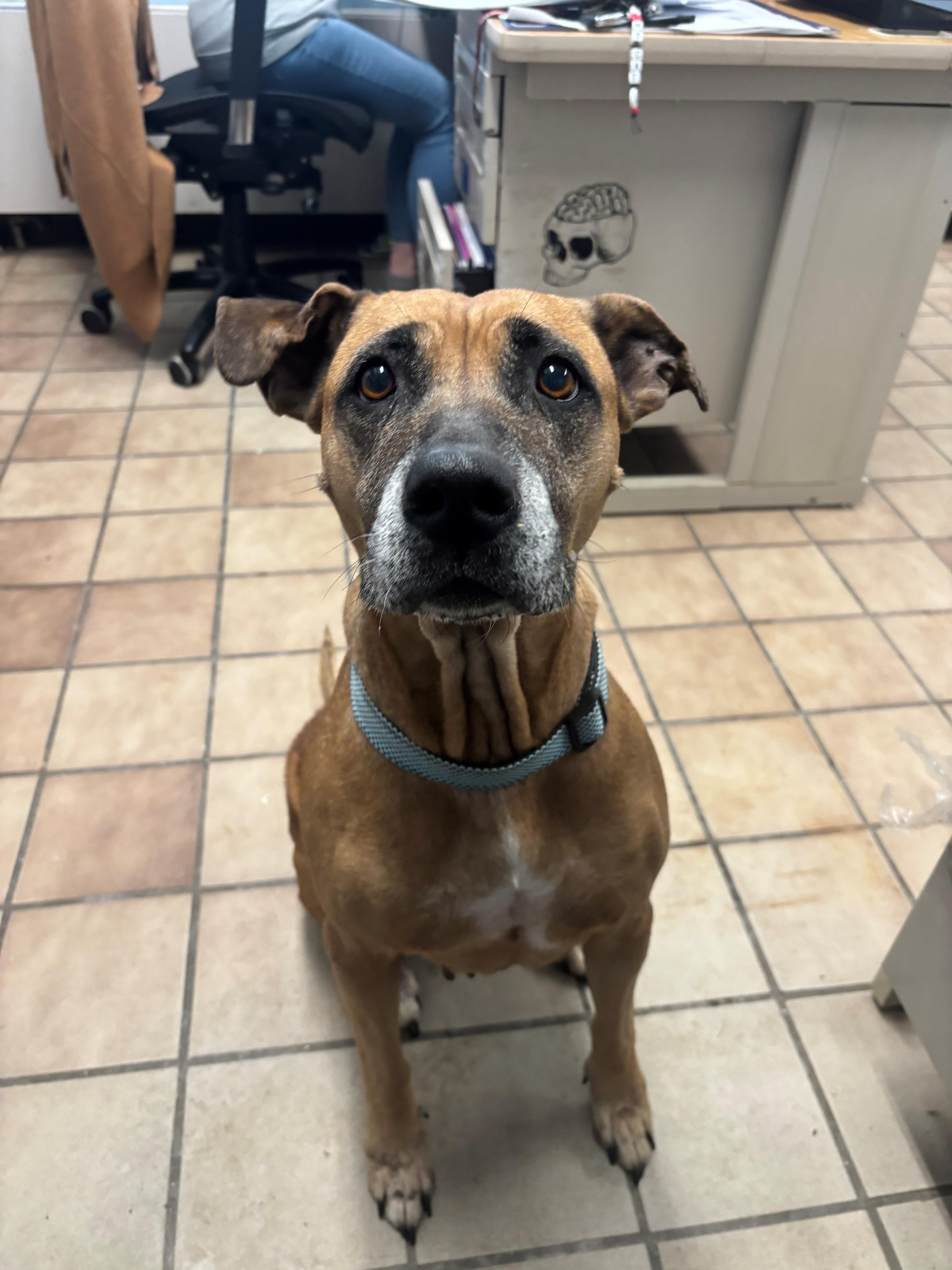 Ava, ADOPTABLE, Senior Female Hound.